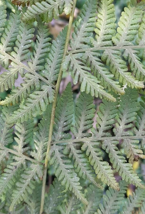 Pteridium arachnoideum leaf