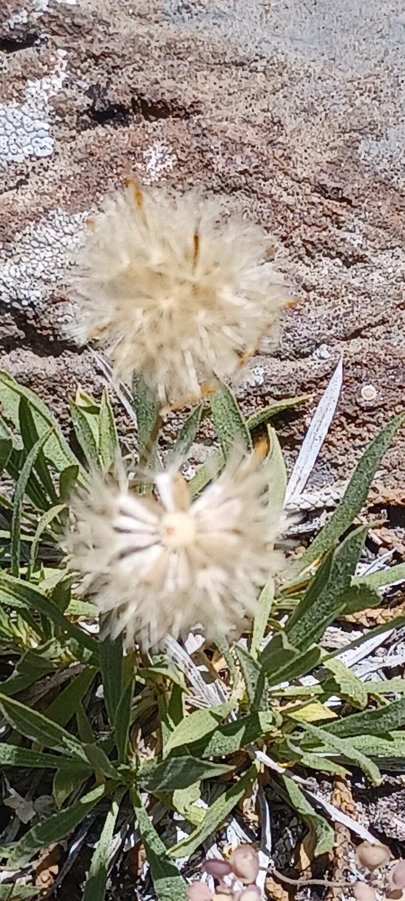 Stenotus acaulis fruit