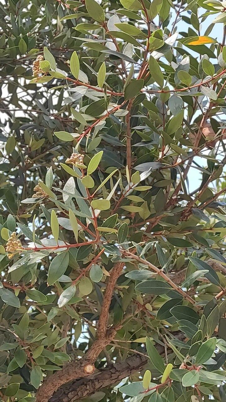 Metrosideros robusta leaf