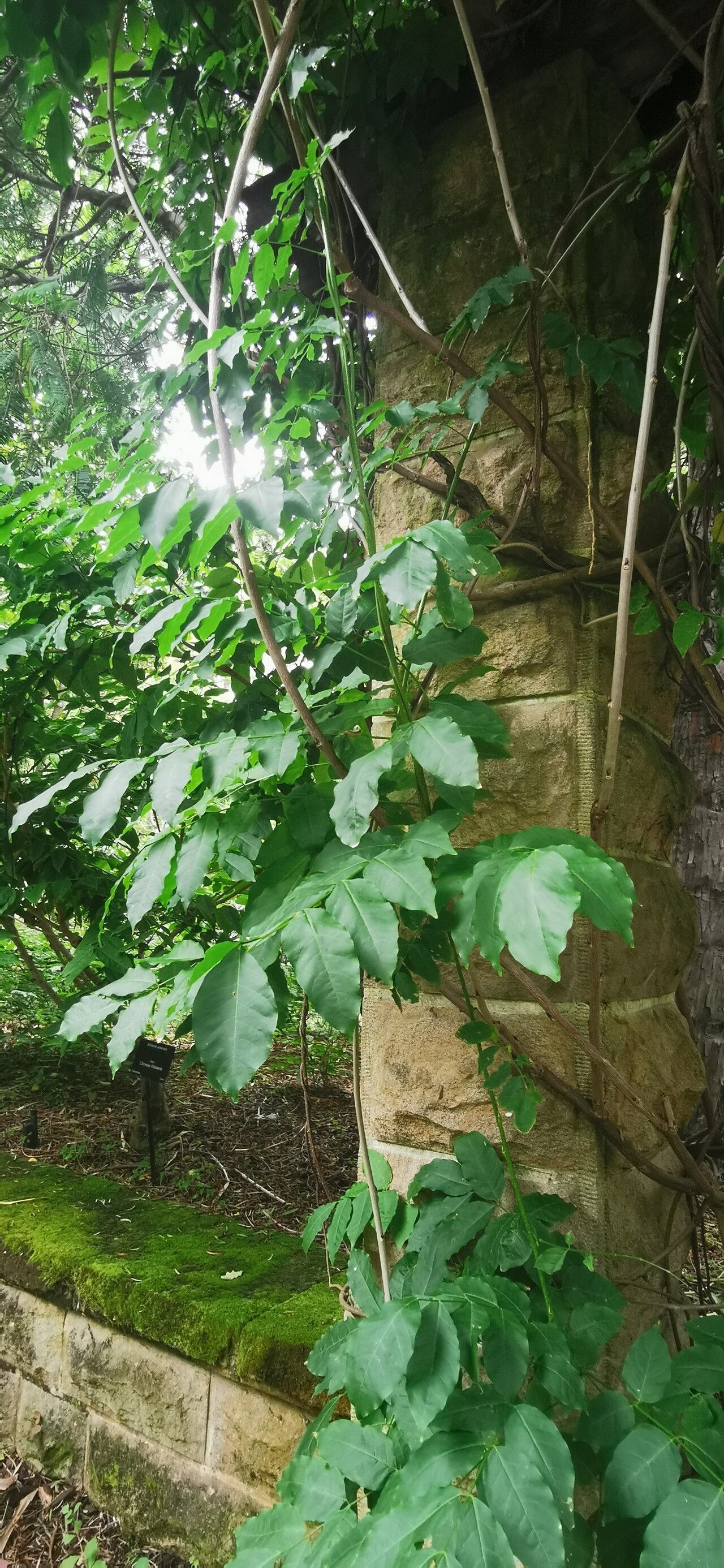 Schisandra sphenanthera leaf