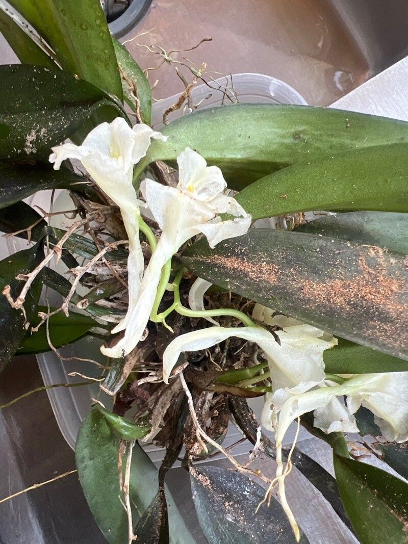 Rodriguezia bracteata flower