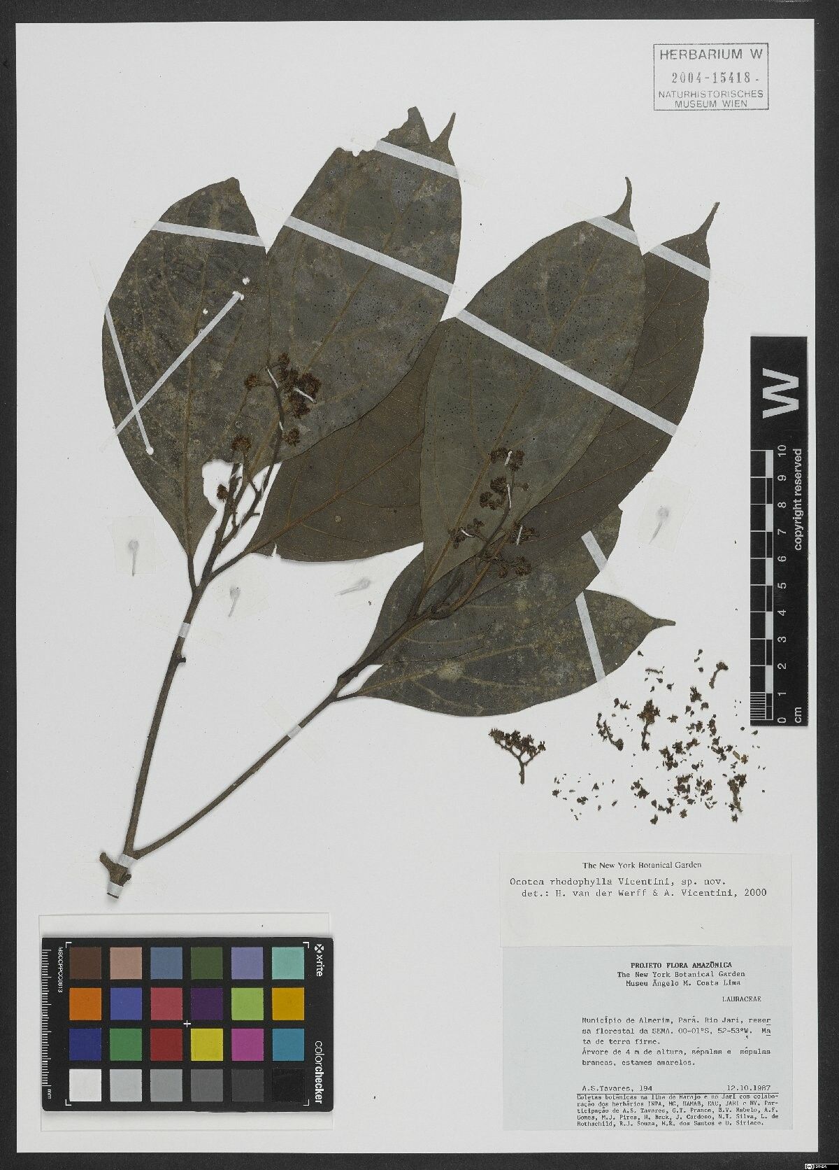 Ocotea rhodophylla — houseplant care guide