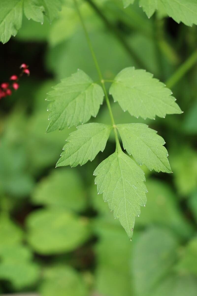 Ostericum sieboldii — related species from the same genus