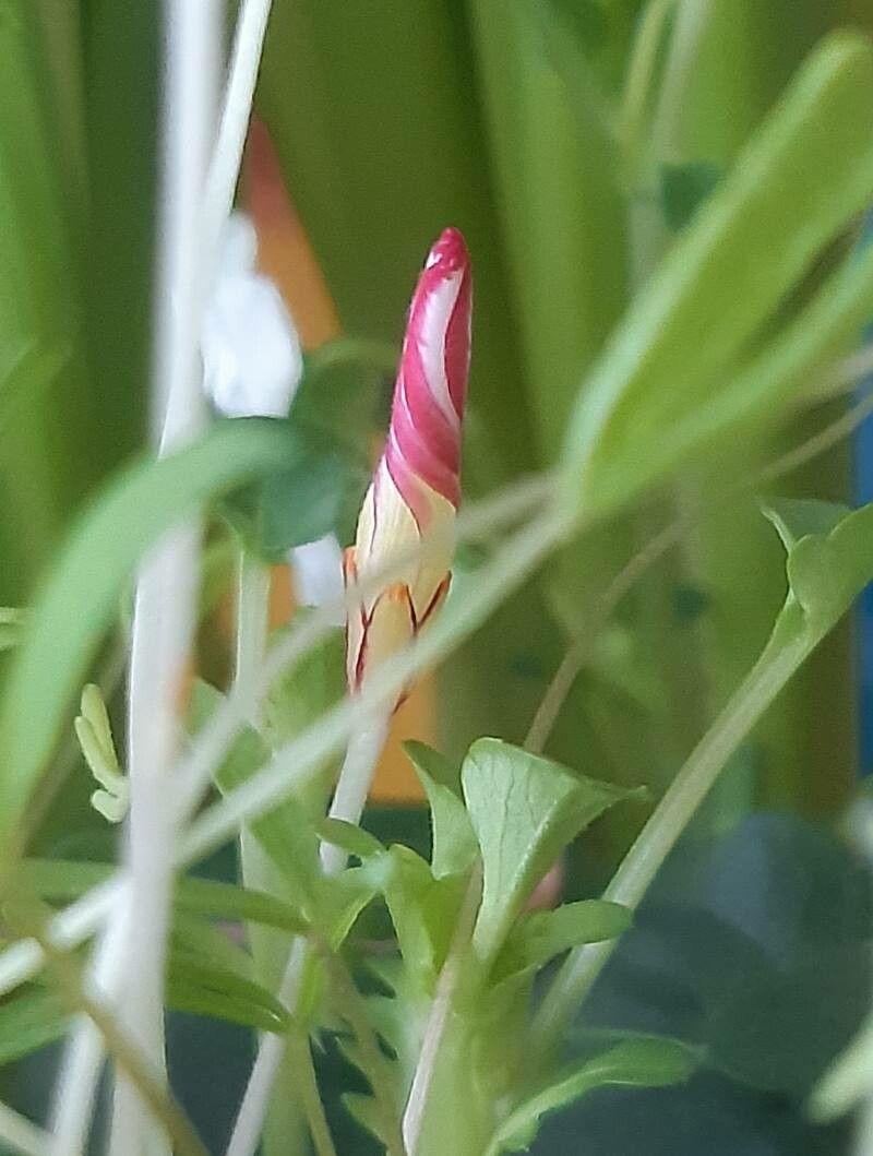 Oxalis versicolor flower