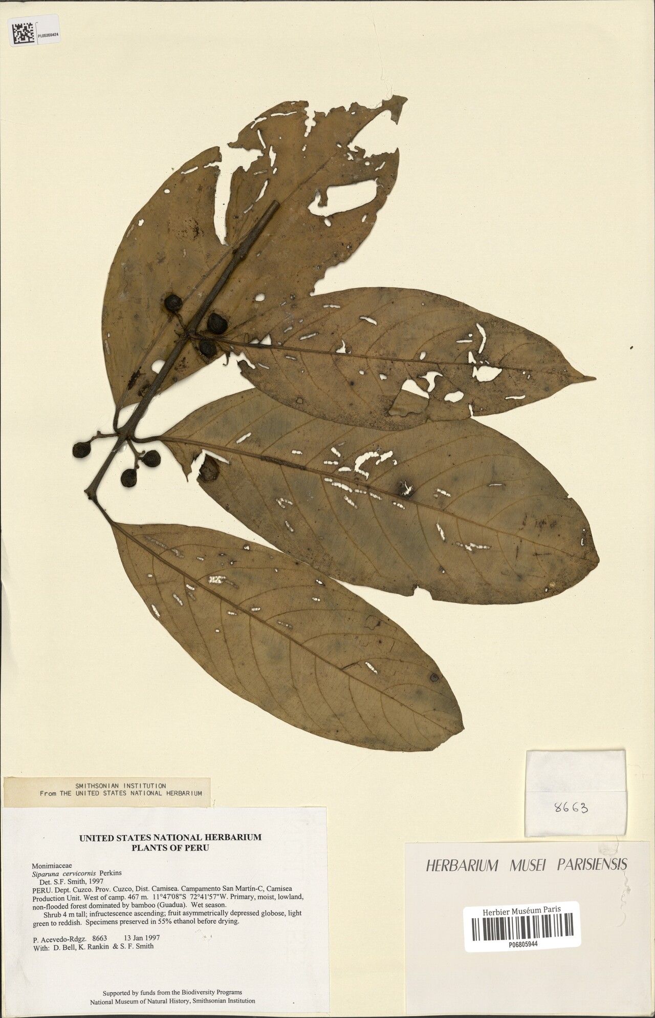 Siparuna cervicornis fruit