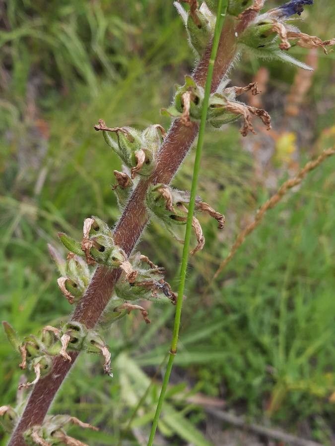 Campanula spicata bark