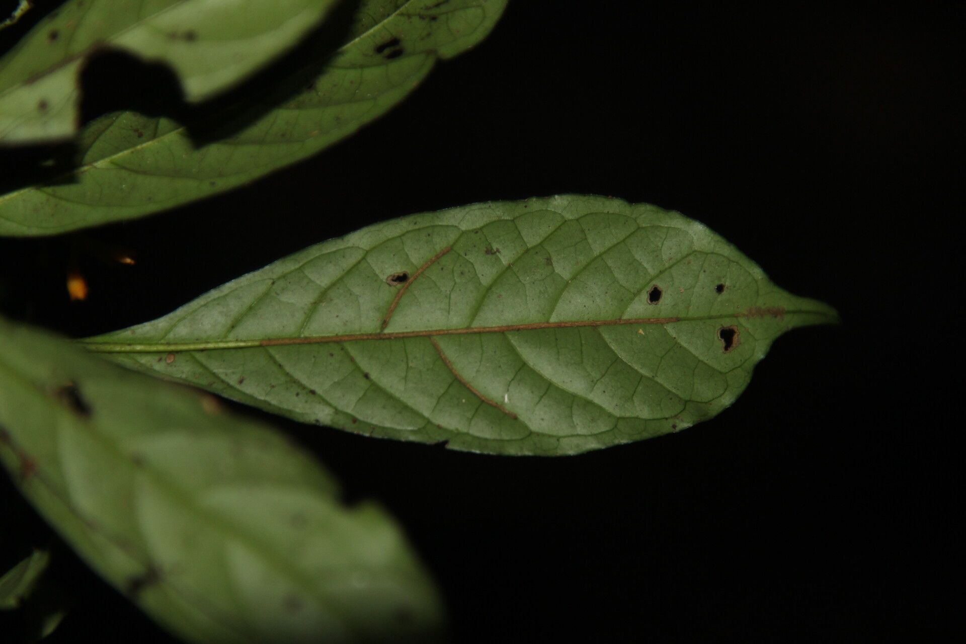 Pavetta suffruticosa — houseplant care guide