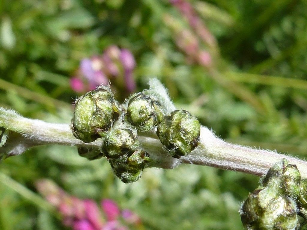 Artemisia atrata flower