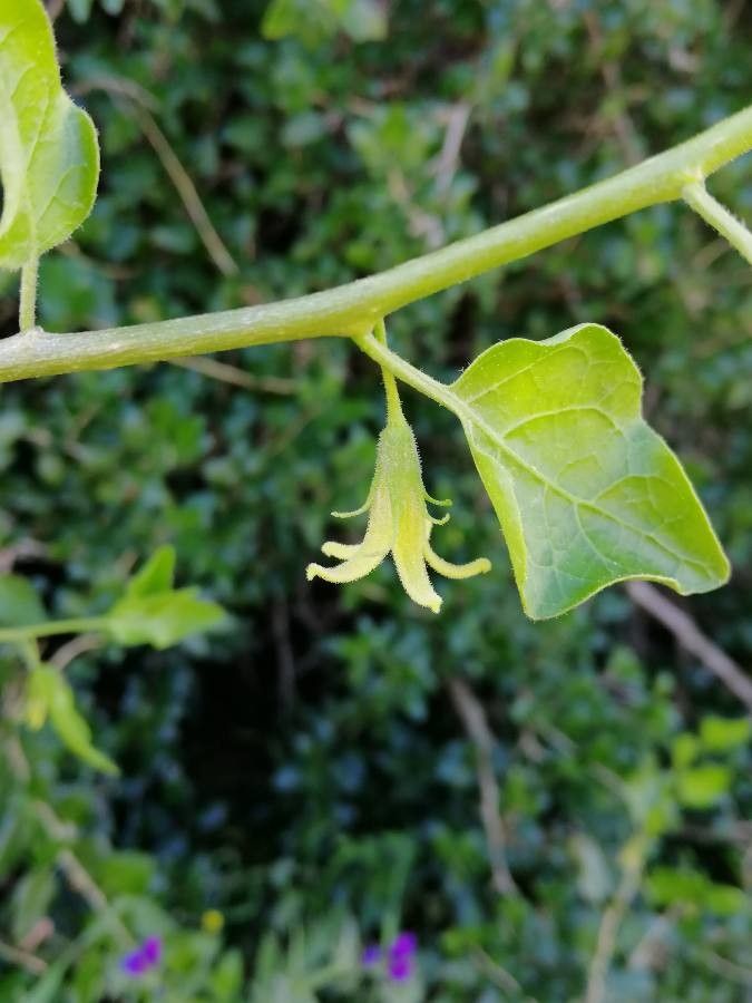 Withania frutescens flower