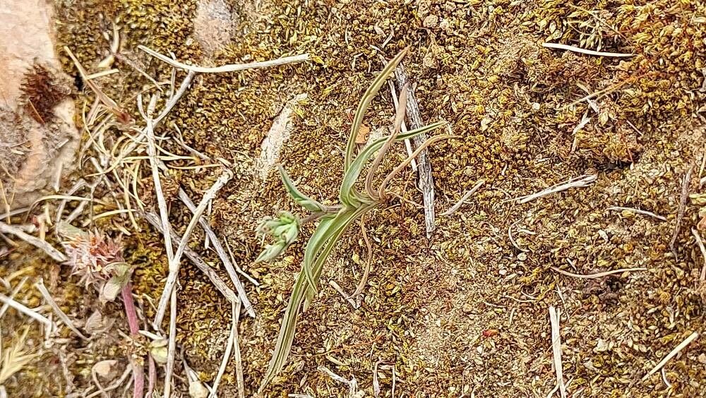 Bupleurum semicompositum leaf