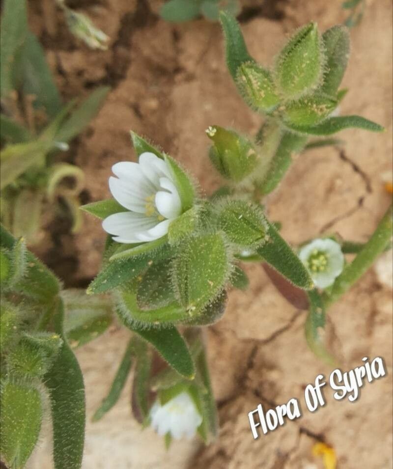 Cerastium dichotomum flower