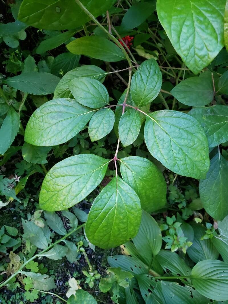 Paeonia obovata — search result for 'Paeoniaceae'