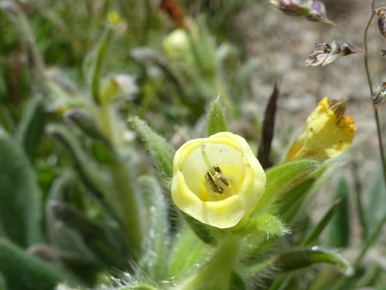 Onosma tricerosperma flower