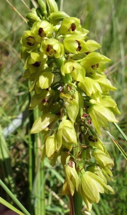 Eulophia foliosa — houseplant care guide