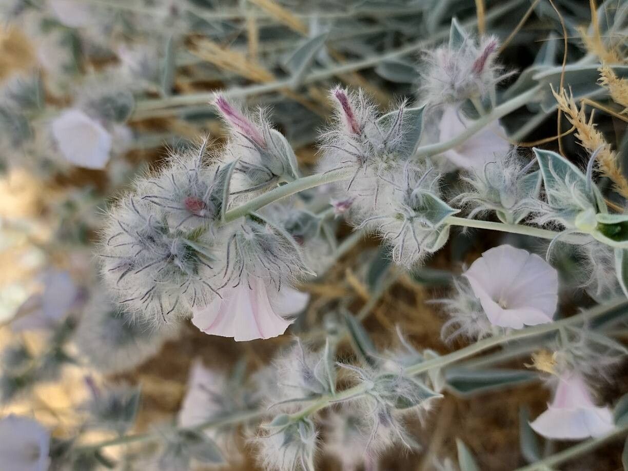 Convolvulus cephalophorus flower