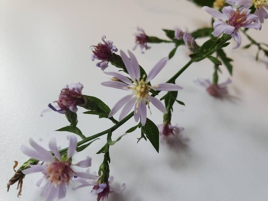 Symphyotrichum lowrieanum flower