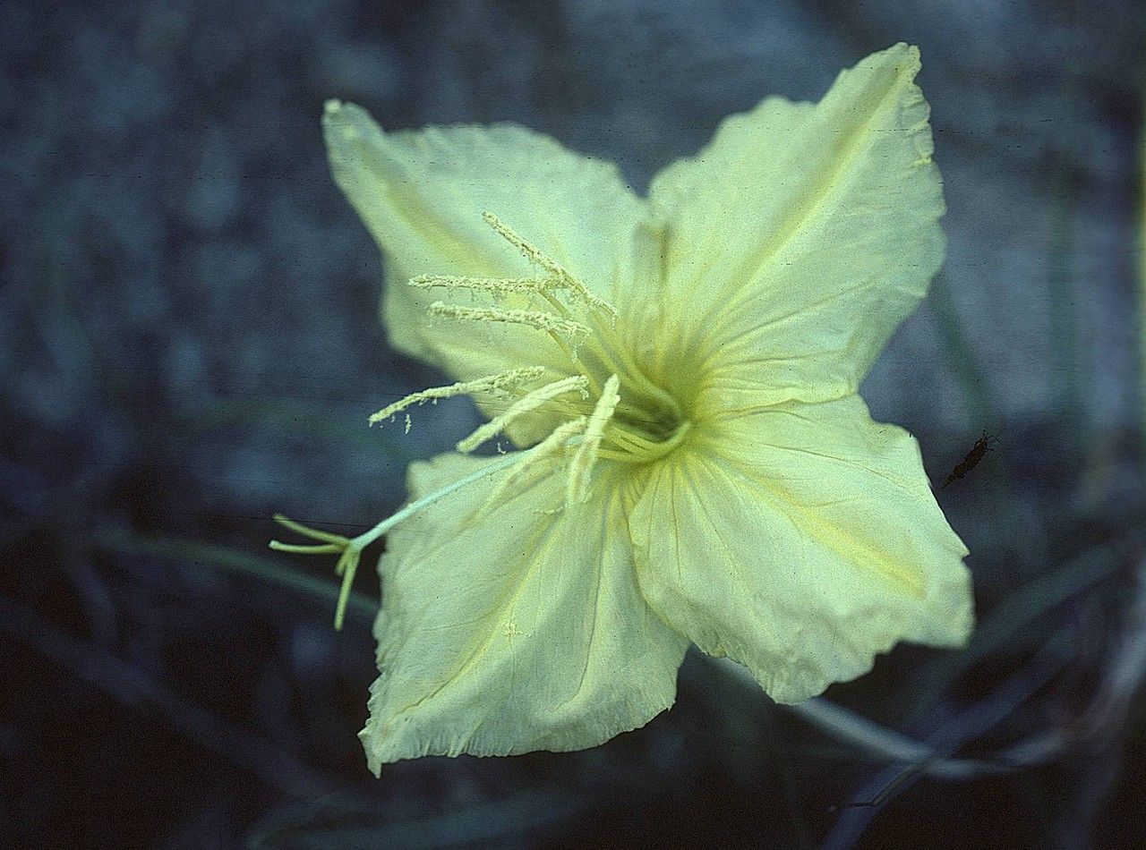 Oenothera brachycarpa — search result for 'Oenothera'