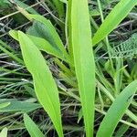 Coreopsis lanceolata