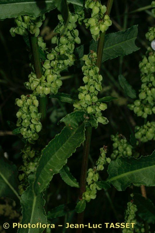 Rumex × dimidiatus flower