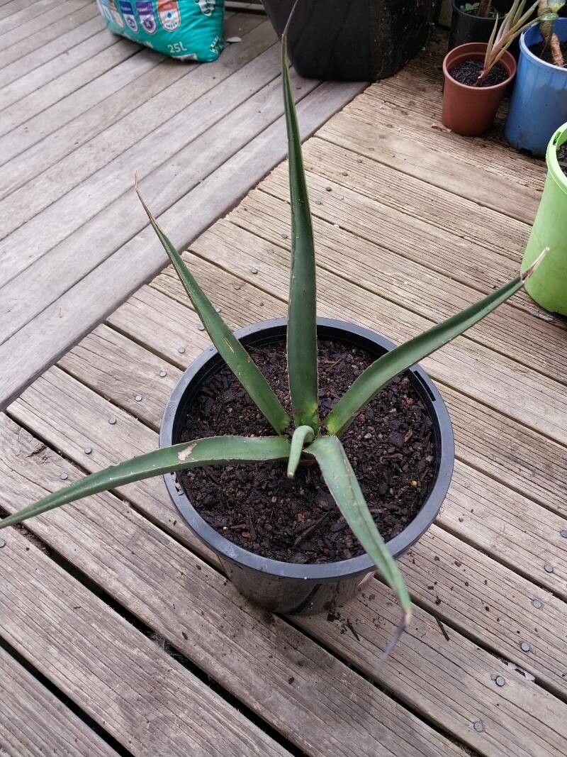 Agave difformis — houseplant care guide