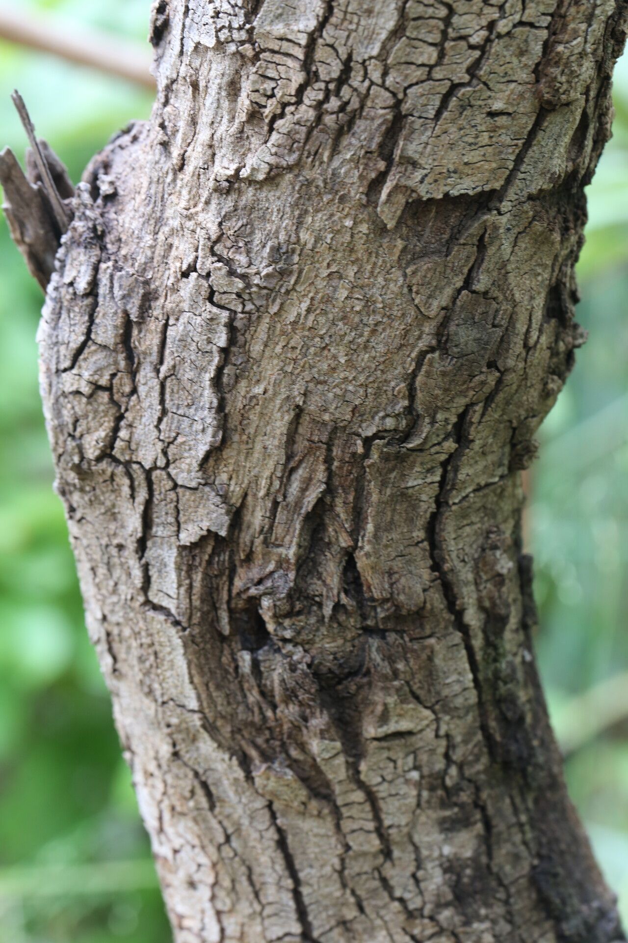 Grewia mollis bark