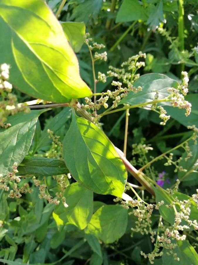 Lipandra polysperma flower