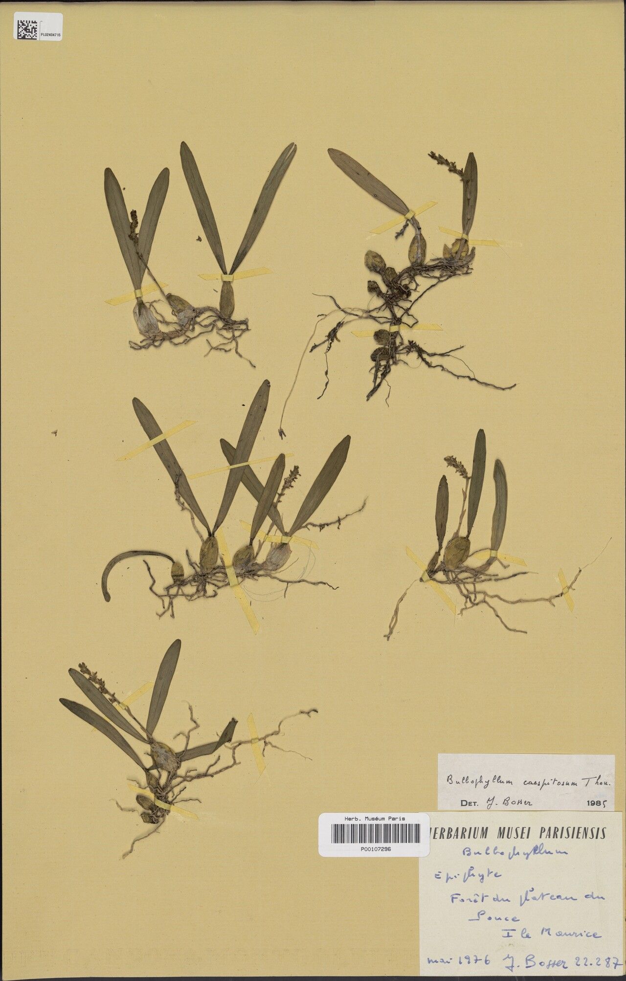 Bulbophyllum caespitosum — houseplant care guide