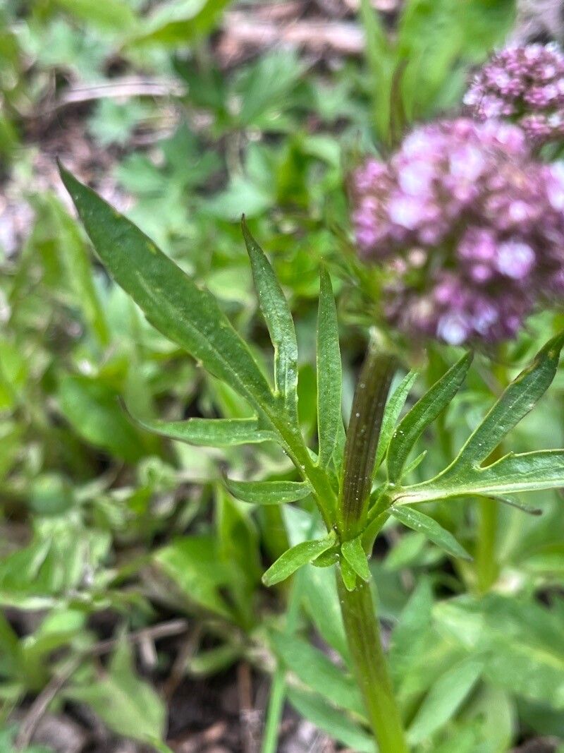 Valeriana acutiloba
