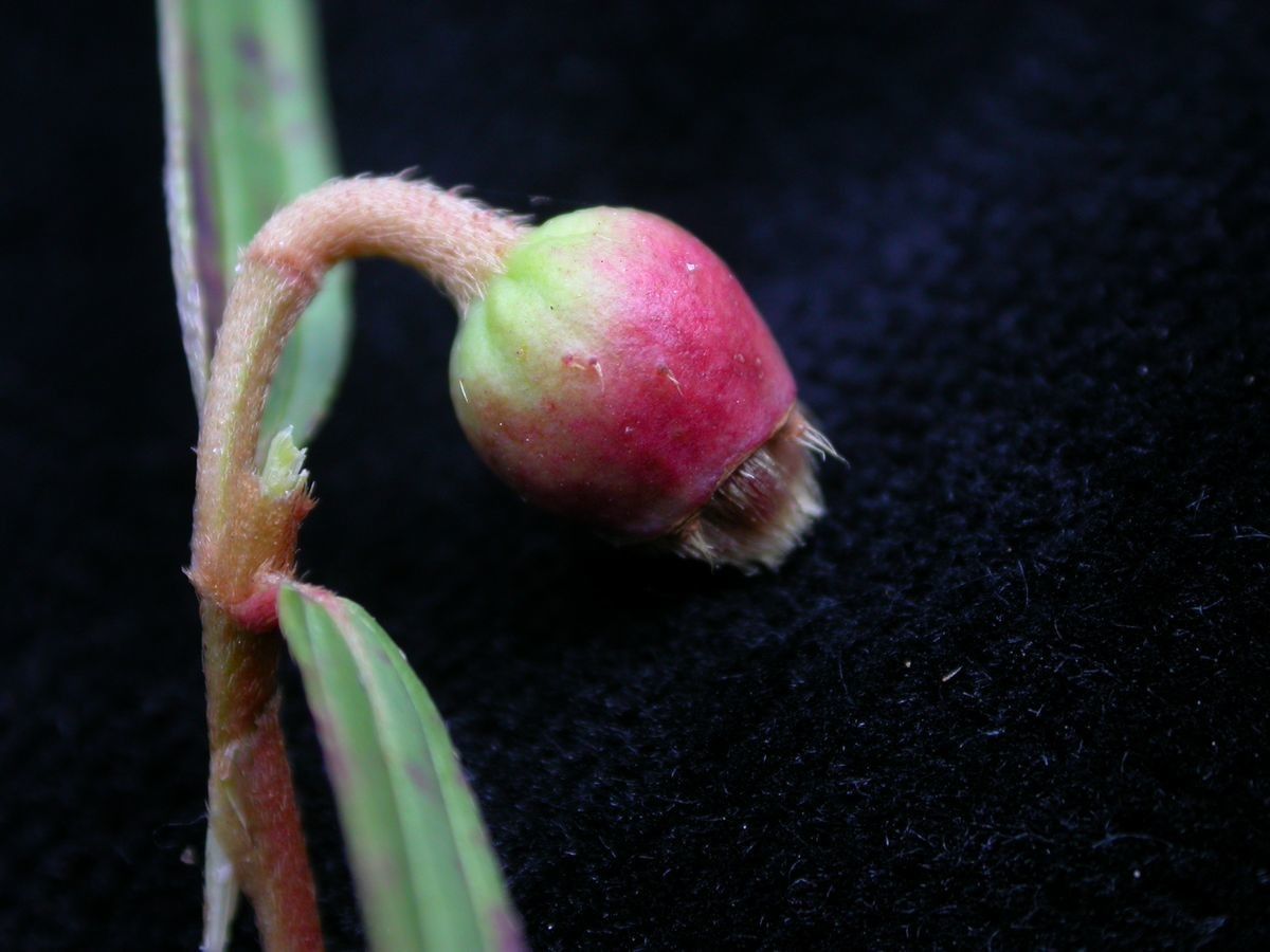 Osbeckia nutans fruit