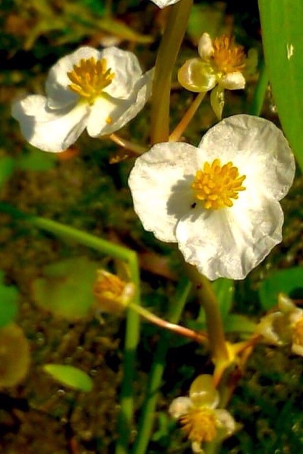 Sagittaria latifolia flower