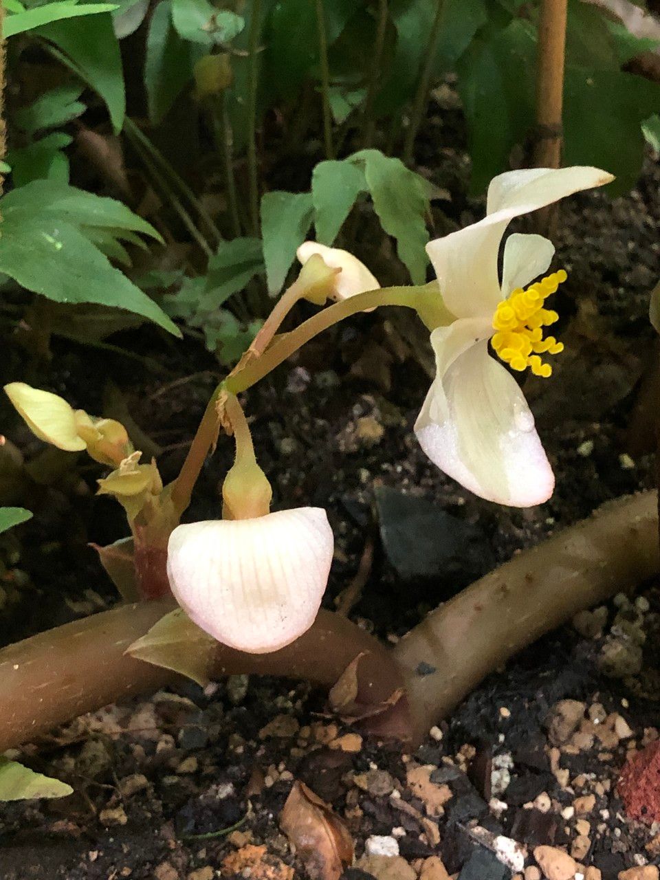 Begonia handelii flower