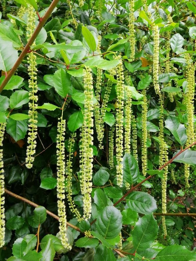 Itea ilicifolia flower