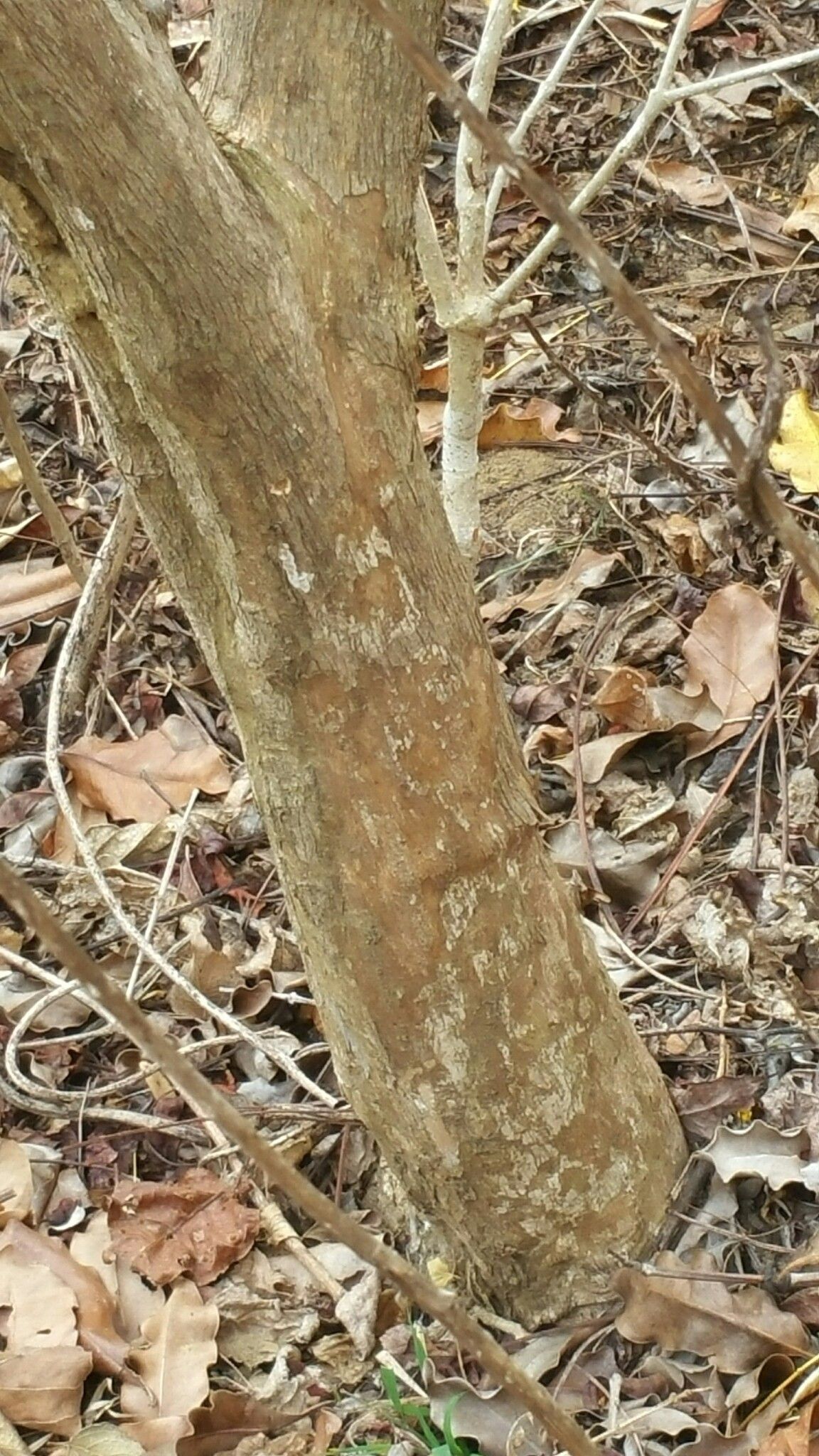 Coffea ankaranensis bark