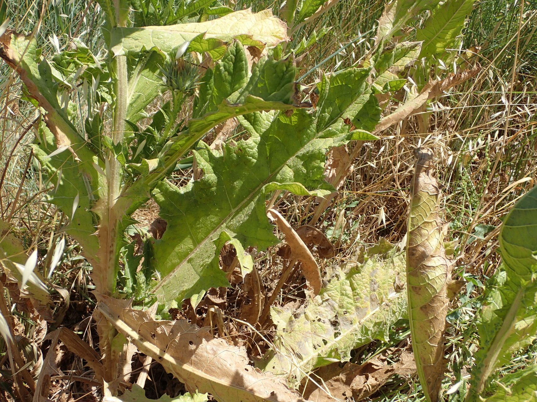 Onopordum tauricum leaf