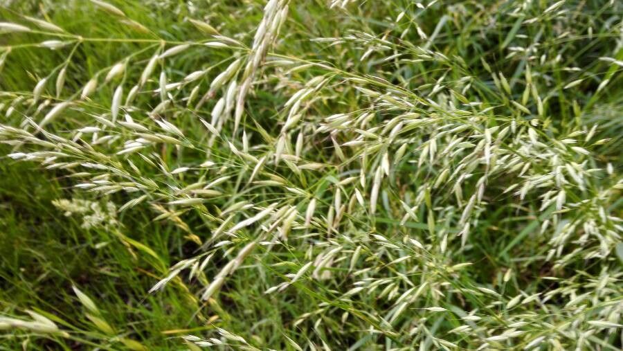 Bromus arvensis flower