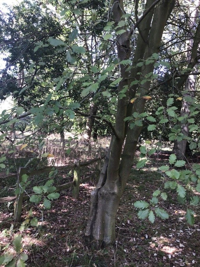 Hedlundia leyana — search result for 'Hedlundia'