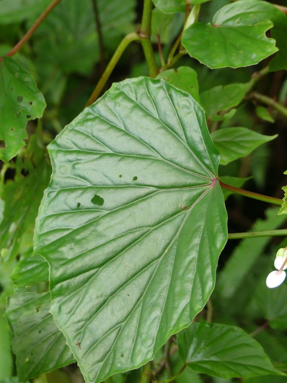 Begonia comorensis — houseplant care guide