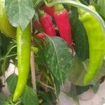 Capsicum frutescens