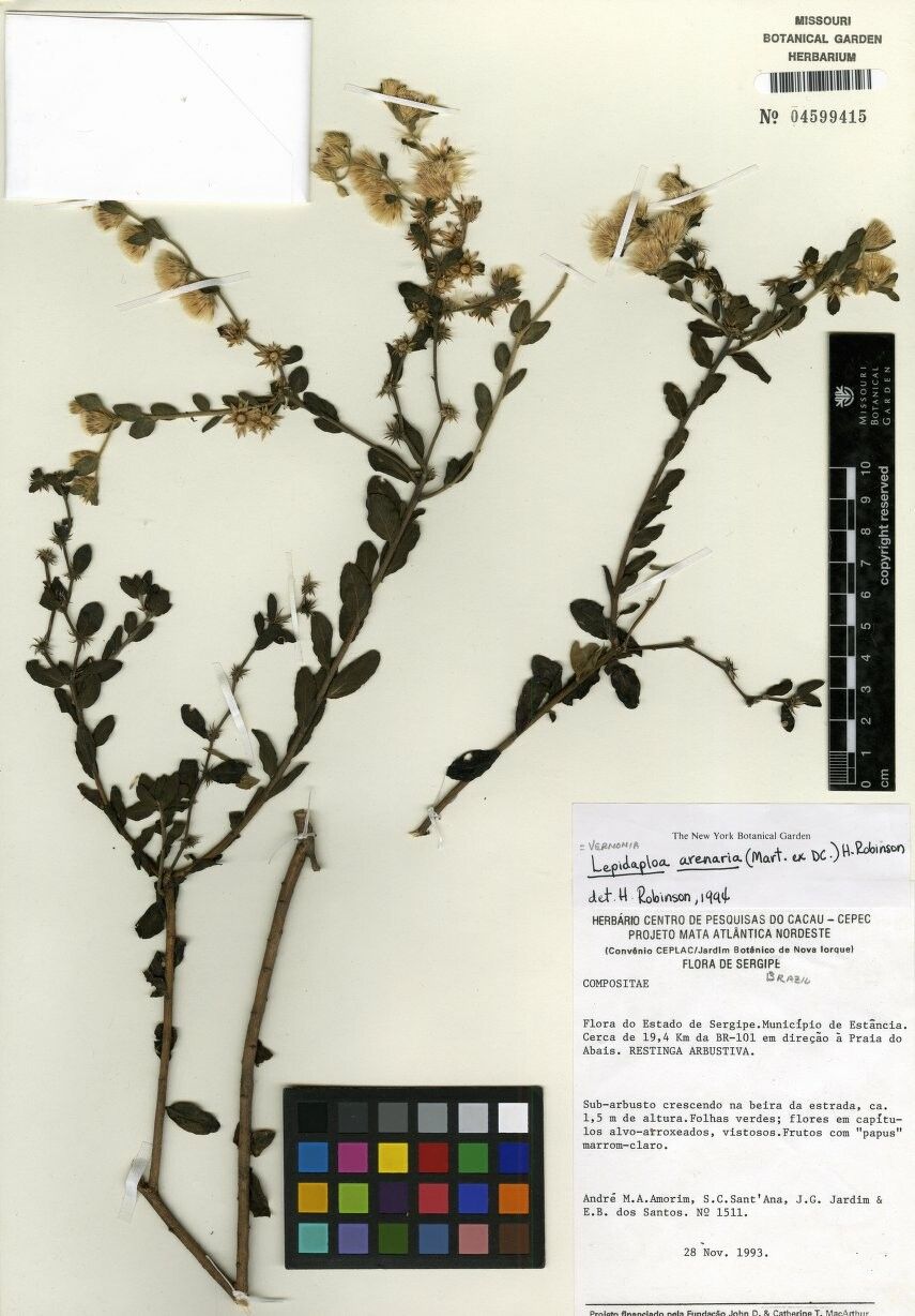 Lepidaploa arenaria — houseplant care guide