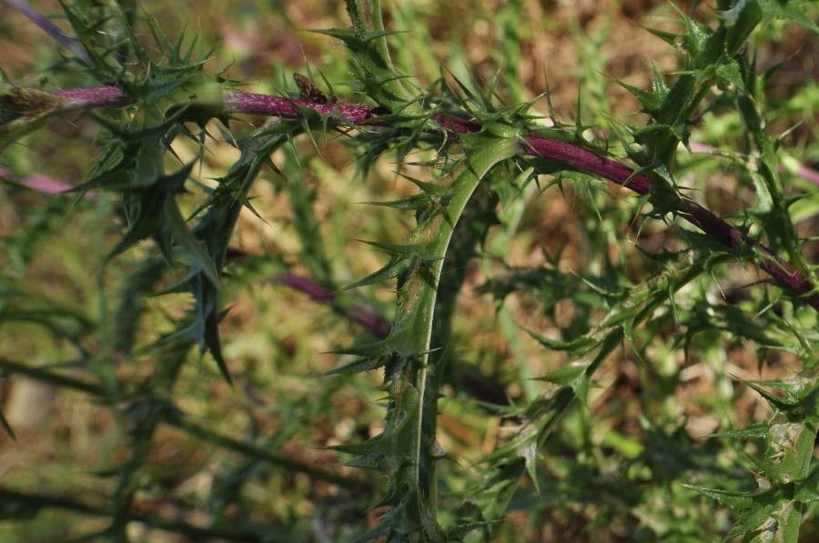 Carlina corymbosa — search result for 'Carlina'