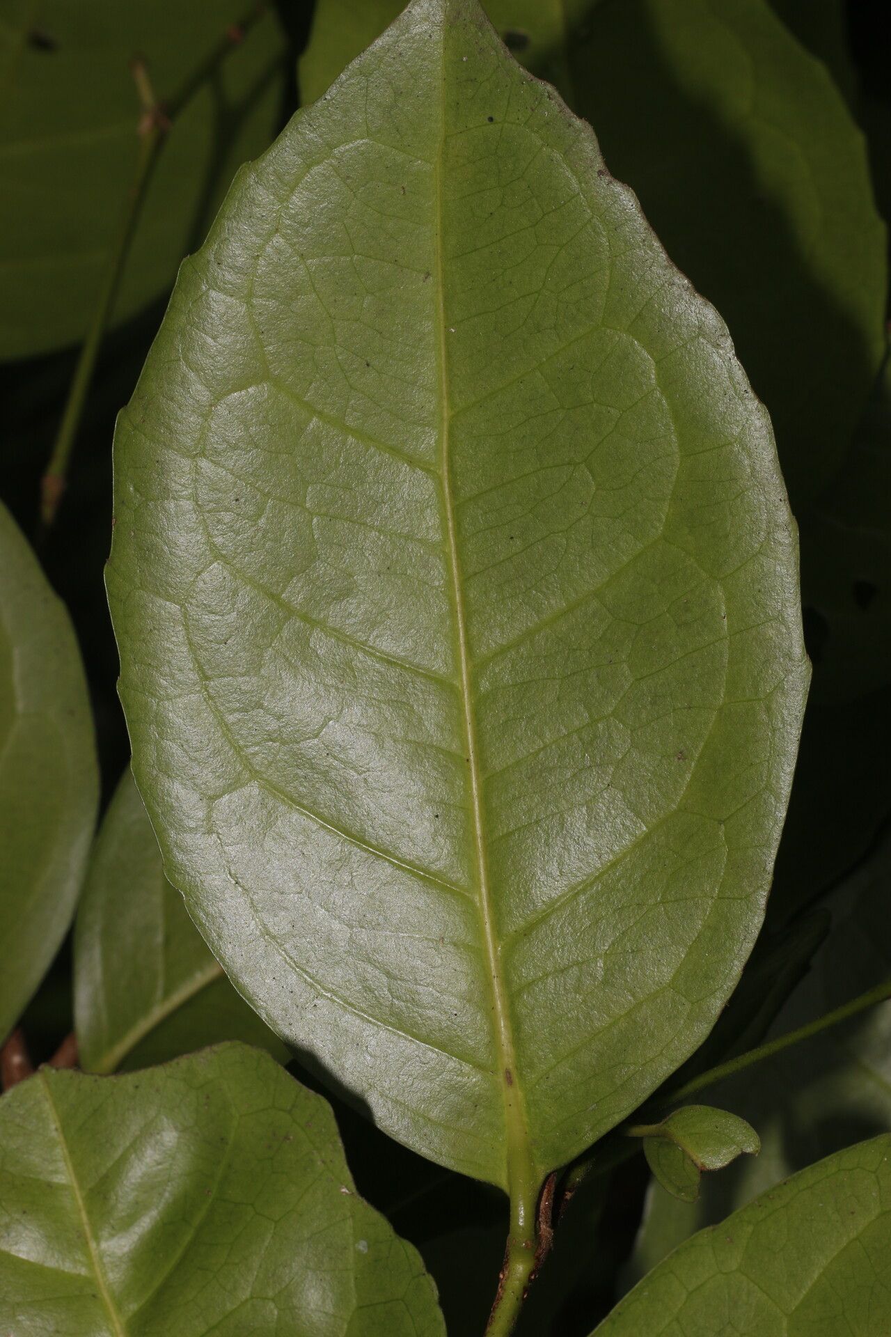 Cassipourea killipii — search result for 'Cassipourea'