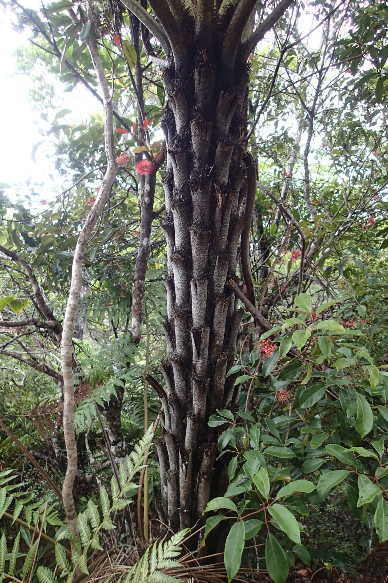 Sphaeropteris albifrons bark
