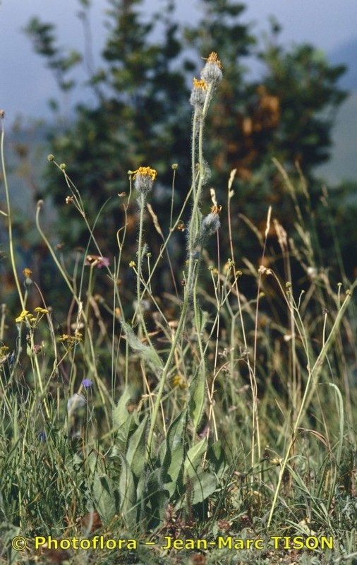 Hieracium tomentellum habit