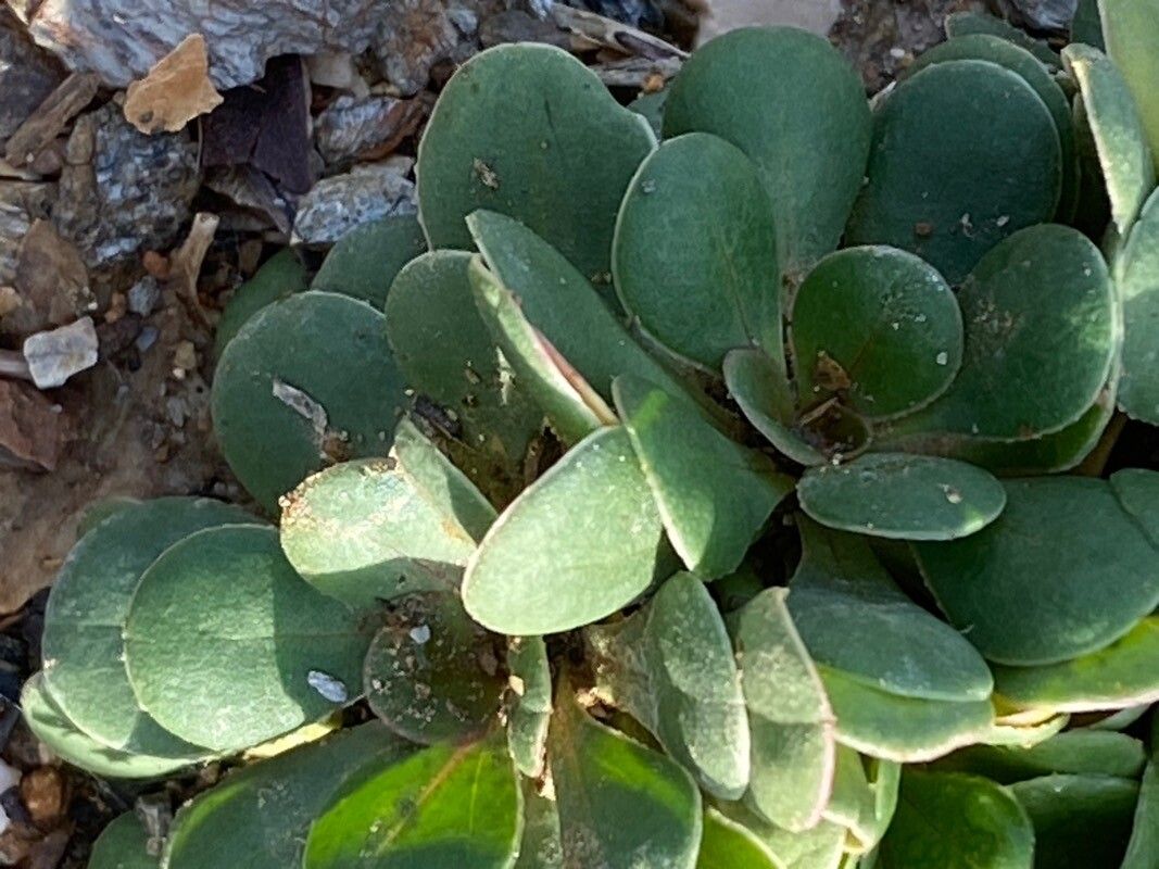 Limonium duriusculum — search result for 'Plumbaginaceae'