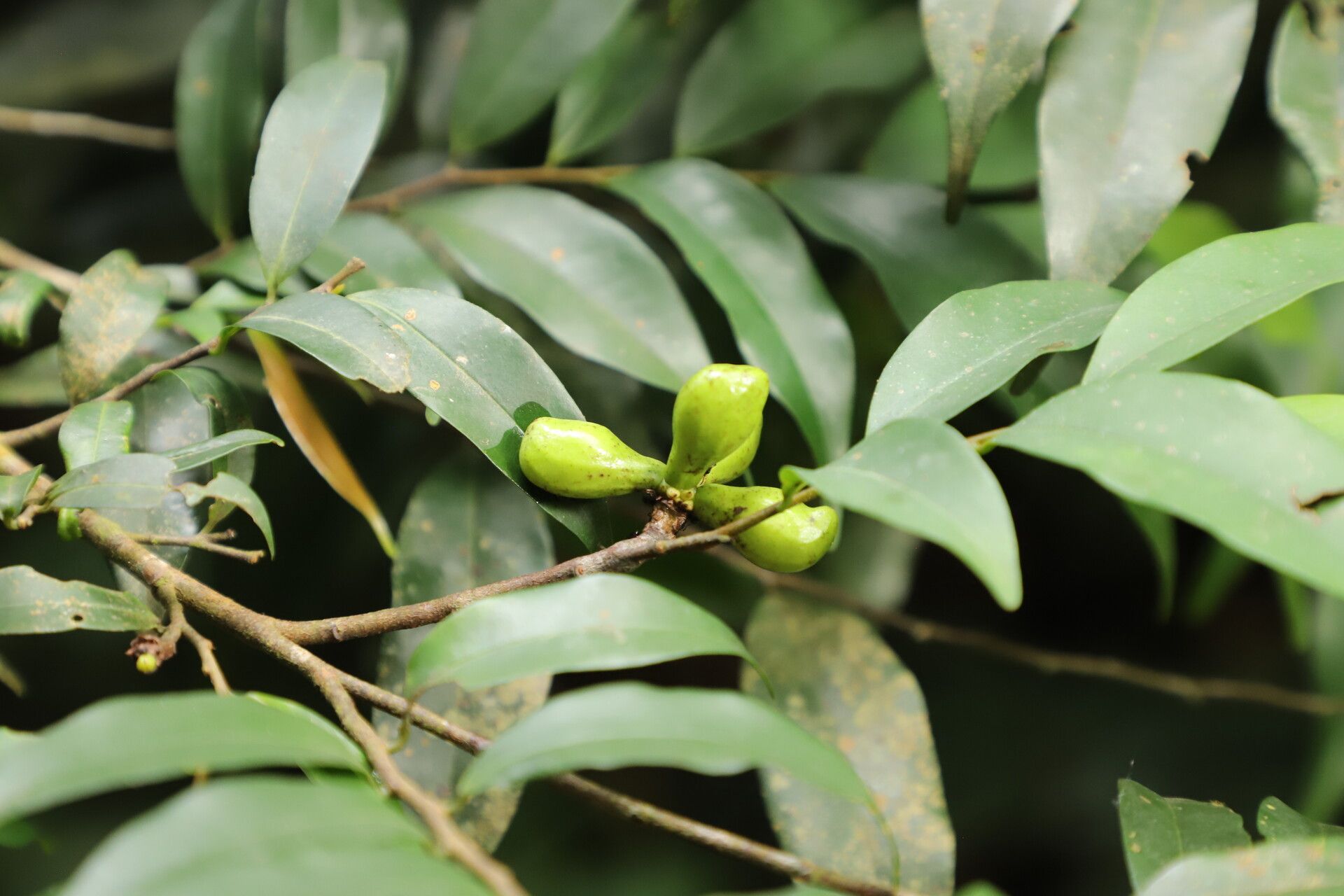 Xylopia wilwerthii fruit
