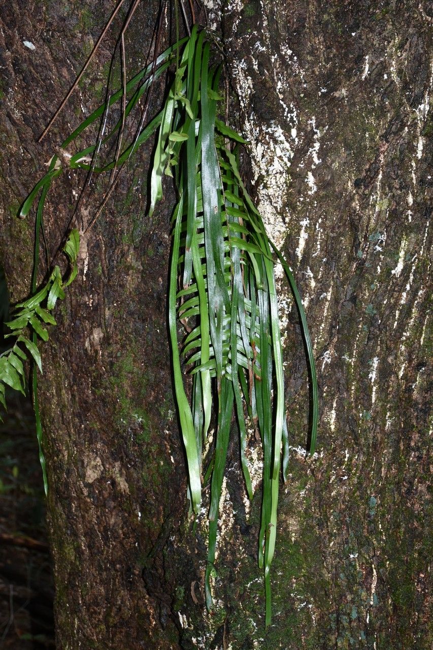 Haplopteris scolopendrina habit