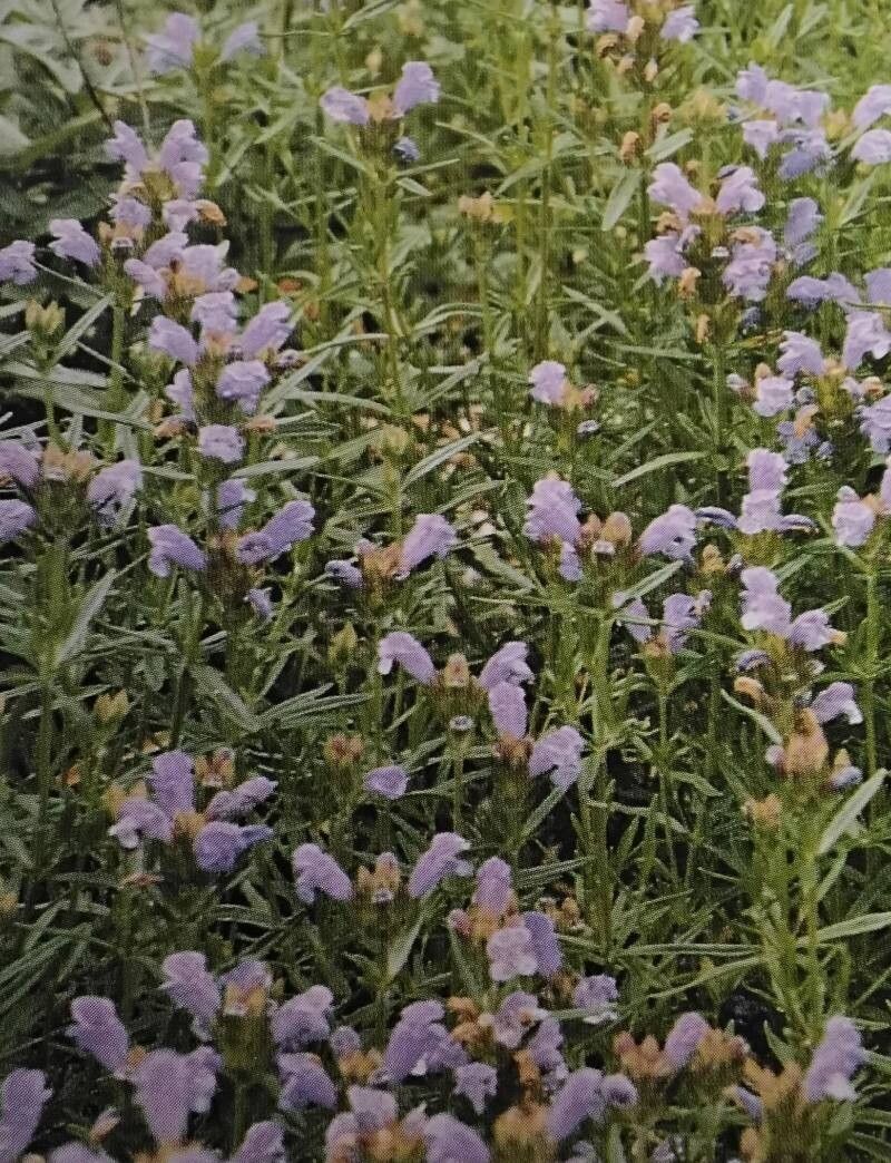 Dracocephalum argunense — related species from the same genus