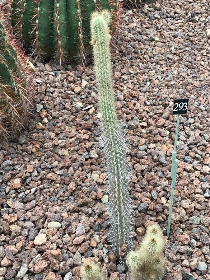 Weberbauerocereus johnsonii — related species from the same genus