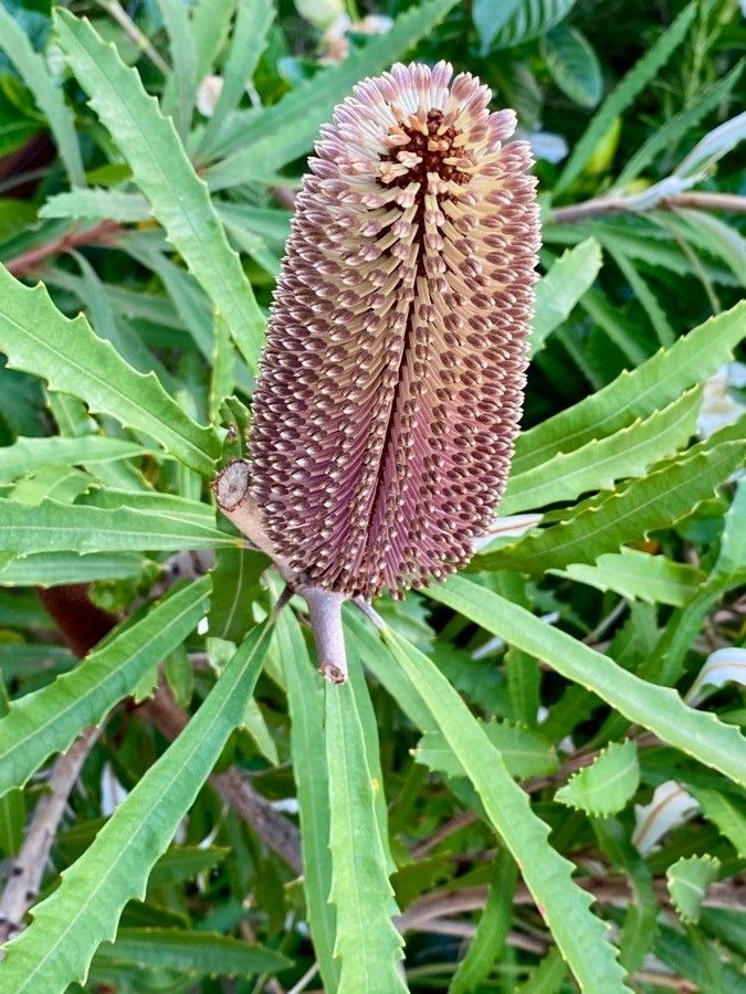 Banksia plagiocarpa flower