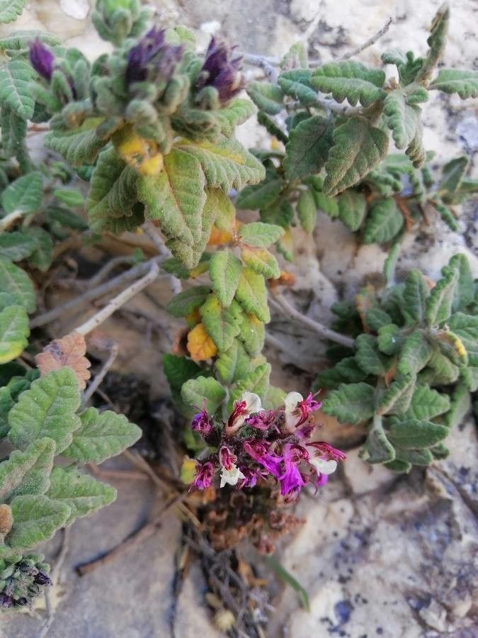 Teucrium buxifolium flower